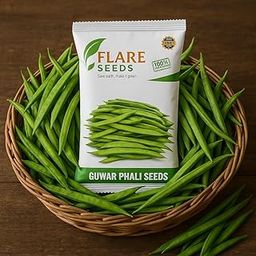 FLARE SEEDS Cluster Bean Seeds for Home Garden | Farming | Vegetable | Kitchen | Planting | Terrace | Balcony | Eating | Guar | Gavar | Gawar - 200 Seeds-image-58