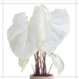 Radha Krishna Agriculture® Beautifull Caladium flower bulbs Full white Flower Bulbs For Indoor & Outdoor Gardening Pack of 2-image-96