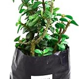Live Holy Jade Plant for Home Indoor Outdoor Living Room Office Desk Gifting Home Decor Feng Shui Lucky Crassula ovata ka Podha for Garden Balcony Natural Air Purifier Bonsai Good Luck-image-95