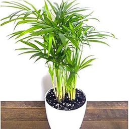 ARECA PALM PLANT-27