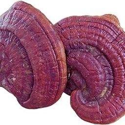 Ganoderma Reishi Mushroom 50 gm | Dry Mushroom | Red Ganoderma lucidum (Lingzhi) | No Preservative-image-2