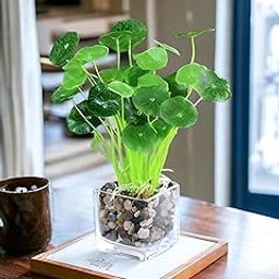 Mini coin grass live plant,Fresh Healthy, Easy to Grow || 8 Inches, for Indoors or Outdoors || Pack of 2 healthy live plant-image-67