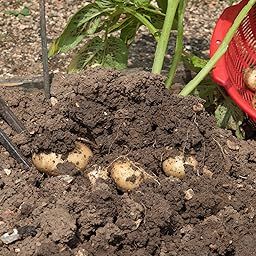 Potato seeds for farming, Farming seeds for potato, Seeds for potato farming ( 10 seeds )-image-97