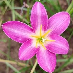 URBAN GARDENS® Rain Lily Orchid Imported-image-88
