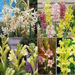 Rajanigandha plant bulbs || Aromatic flowers bulb plant different colour fragrance || Double petal all season hybrid seeds pack of 13-image-22