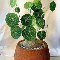 Stephania Erecta Plant Bulb, Healthy Live Plant For Home Garden-image-33