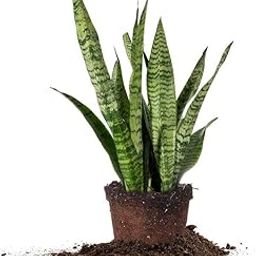 Rudeez Live Sanseveria Zeylanica Green Air purifier snake plant with Grow bag-(1 Live Plant)-image-100