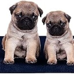Ek Rag Waterproof Reusable Washable Pee Pads for Pets - Dog cat Rabbit Hamster Mix Color - 1 Piece (Small)-image-17