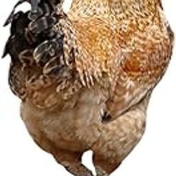 HEAVENGLOW Chicken Animal Statue Stakes Acrylic Decorative for Backyard Home Yard Decor Style A-image-28