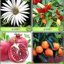 Creative Farmer Best Seeds Combo Fruit : Pomagranate, Orange, Acrotis Grandis, Oranamental Chilly Orange Flower Seeds Terrace Gardening-picture-16
