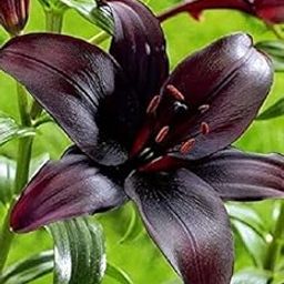 Oakwood Farms� Imported Variety Asiatic lily, Oriental Lily Lilium flower bulbs For Home Gardening pack of 3 flower bulbs-image-84