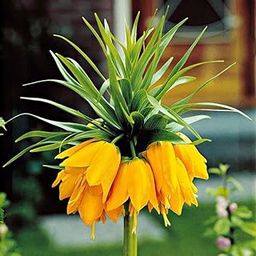 Oakwood Farms® Crown lily Flower Bulbs for All Season Pot and Home Garden | yellow Flower Bulbs For Indoor/Outdoor home Gardening Pack of 1 Bulb-image-48