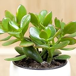 Z Plant Jade Tree – Air Purifying Indoor Plant | Good Luck Succulent with Grow bag (pack of 1)-16