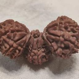 USPTO गौरीपाठ रुद्राक्ष Trinity Real Gauri Path Rudraksha Original Certified त्रिजुटी त्रिभागि रुद्राक्ष Trijuti Nepali Rudraksh Tribhagi Rudraksha Blessed Bramha Vishnu Mahesh Tri-Shakt-picture-3