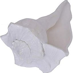 Natural & Original Dakshinavarti Shankh for Puja (4-5 Inches Approx) (1 Pc)-image-0