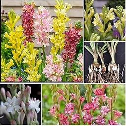 Original Natural tuberose flower bulbs,rajnigandha double petal all season hybrid (Pack of 8 Multicolour bulbs)-image-13