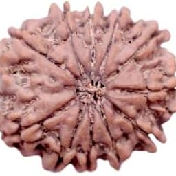 TRINETRA GEMS STONE Brown 11 Mukhi Rudraksha Nepali Beads Genuine Gyarah Mukhi Rudraksha For Make Pendant Superb ग्‍यारह मुखी रुद्राक्ष IGL Lab Certified Eleven Face Rudraksha For Women-picture-27