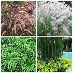 Seedless Plant Indoor Plants Top Aquatic Plant | Pond Plants (Pack of 4)-image-94