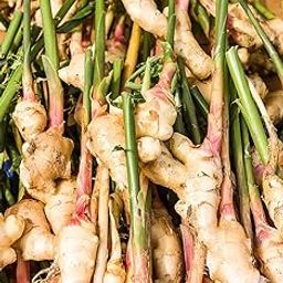 Ginger seeds for farming Pack of 12 bulb-image-50