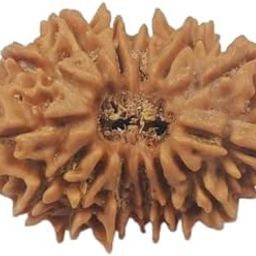 Dine Gems चौदह मुखी रुद्राक्ष 14 Face Rudraksha Original Certified 14 Mukhi Rudraksha Oval Shape AAA+++ Chaudah Mukhi Rudraksha for Men & Women Natural Nepal with Pendant 14 Face Rudraksha Locket-31
