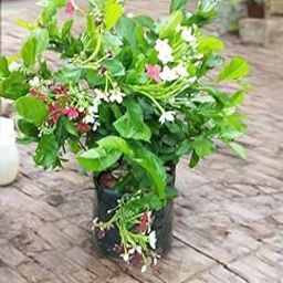 Multi petal rangoon creeper plant, High Fragrance Creeper Live Flower Madhumalati Plant (Pack of 2 Healthy live plant)-67
