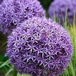 Ritz Farming� Flower Bulbs Allium Bulbs For Winter Season Flower Home Gardening (Pack of 1 Bulbs Neon Blue colour)-image-0