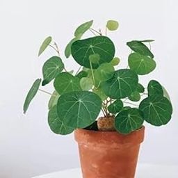 Stephania Erecta: The Everlasting Green Wonder- Pack of 2-image-8