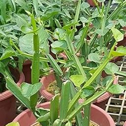 ABEFARIYA Hadjod Plant Live Pirandai Plant Useful Medicinal| Adamant Creeper | Plant for Bone Healing And Pain relieving -with Grow bag -(height 25-30 c.m.) for home gardening (Quantity 1)-71