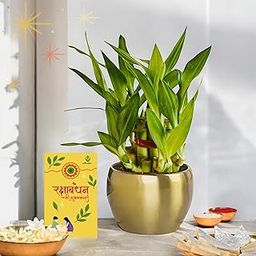 Amulya Farms Lucky Bamboo Plant in Premium Golden Metal Pot with Card – Eco-Friendly Rakhi Gift for Sister | Raksha Bandhan Gift Combo for Sister |-image-7