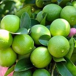 Golden Bloom All Time Live Thai Lemon Plants Live Hybrid All Season Hybrid Air Layering All Season Thai seedlees Lemon Plant Height 1.5-2 FT Pack Of 1 Healthy Plant-image-59