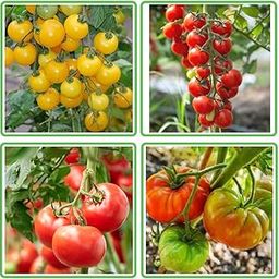 Sams Garden Store Organic Desi Tomato Seeds, Leafy Vegetable Seeds for Home Gardening and Terrace Gardening, Fresh Indian Tomato Seeds with 4 Varieties, Easy to Grow Organic Tomato Vegetable Seeds-image-2