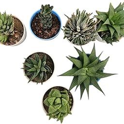M.D. FARM AND NURSERY|Assorted Live Succulents (7 Haworthia) without pot, bare-rooted.-image-71