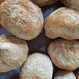 Lion's Mane Mushroom/Dried Hericium Erinaceus Mushroom 100 gm | No Presrevatives | 100% Natural Dry Mushroom-image-19