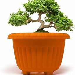 MAPEL Plastic Round Shape Flower Pots 4 Pcs, 10 Inch Heavy Duty Plant Containers/Planter/Gamla Plant Pot for Gardening, Balcony, Terrace, Home Decor Indoor & Outdoor Planter (Multicolour)-image-68