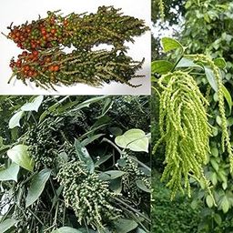 M-Tech Gardens Rare Blackpepper Plant (Thekken Bunch Pepper, Hybrid) Exotic 1 Live Spice Plant-image-30