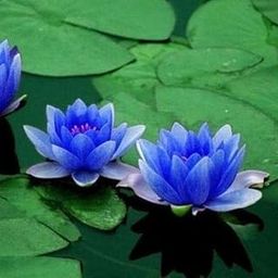 Nursery Plants Live Delhi NCR Water Lily, Nymphae Nouchali (Blue) - Plant-image-51