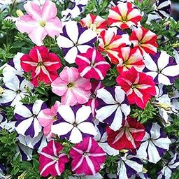 SRI SAI FORESTRY - Petunia Double Mix Flower Seeds Hybrid Mixed Colour Flower Seeds For Gardening & Planting pack of 100 seeds-image-67