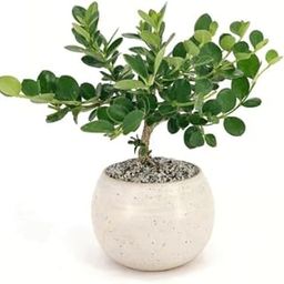 Chinese banyan tree bonsai live plant,Chaina Bot (Pack of 2)-image-28