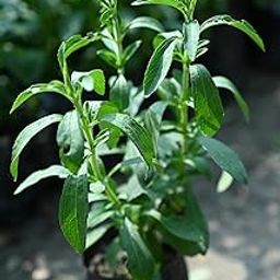 Live Stevia Plant, Sweet Tulsi Medicinal Plant, Sugar-Free Herb, Pack of 1 (Live Stevia Plant, Sweet Tulsi Medicinal Plant, Sugar-Free Herb, Pack of 1)-7