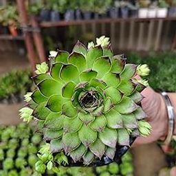 live Laxmi Kamal Plant, (Graptopetalum macdougallii) live plant for indoor, windowsills and offie Table With Pot-image-20