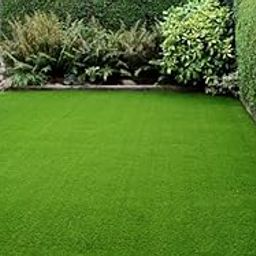 Mexican lawn grass seeds::mexican grass seeds online::lawn grass seeds for garden::lawn grass seeds-image-61