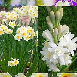10 Fragnasive Flower Bulbs Combo Pack Tuberose Rajnigandha and Nargis For Your Beaytiful Summer Garden By Andhagnai Greens-image-32