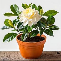 Gardenia/Gandharaj Live Plant - Fragrant Blooms Choice for gardens and indoor spaces-image-1