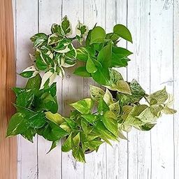 Combo of 5 Live Money Plants | Plant It Yourself (PIY) | Variegated, Njoy, Golden Pothos, Marble and King Golden | The Ultimate Indoor Greenery Set | Good Luck & Air Purifier-picture-10
