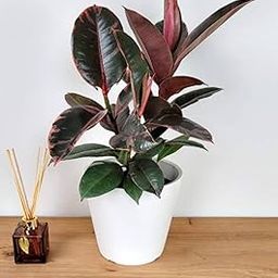 Ficus Elastica Ruby live plant-image-48