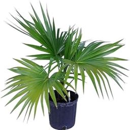 Oxygen tree for home,Indoor Outdoor Decoration Natural Live A Big Size "China Palm Plant" Tree (Pack of 2 With pot) ||Chinese Fan Palm For Home Garden Tree Outdoor indoor plant-image-77