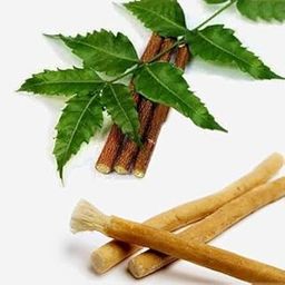 Organic Neem Datun Tooth Brush/Fresh NEEM Sticks, Natural Herbal Toothbrush Miswak Sticks (PACK OF 20)-picture-13