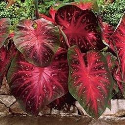 Caladium Plant Bulbs Flower Bulbs Imported for Home Garden Pack of 3 Bulbs By Zabbus-image-21