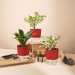 KYARI Money N'Joy-Jade-Sansevieria Golden Hahnii Snake Combo of 3 Indoor Plants for Living Room | Live Plants | Plants with Red Pot for Home Air purifier plants | Plants for Home Decor & Garden-image-20