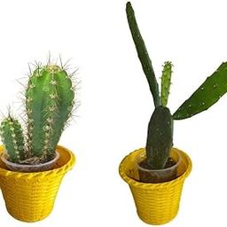Live Cactus Plants Small Quantity-2 Plants (Small Cactus) succulent ornamental plant in Biodegradable grow bag-image-90